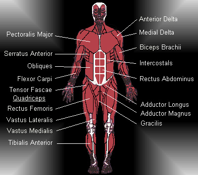 Spier Anatomie Voorzijde > Fitnessnet